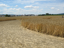 Kornkreis-Panorama, usserer Ring,
                          Panorama 01 mit Sicht auf Payerne