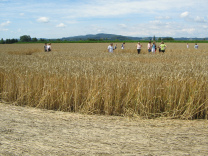 Kornkreis-Panorama, Sicht gegen
                          Estaveyer