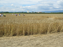 Kornkreis-Panorama, Sicht zu Juraketten
                          hinter dem Neuenburgersee