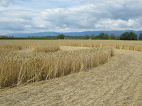 Kornkreis-Panorama, Sicht vom usseren
                          Ring auf die Juraketten in Richtung Neuenburg