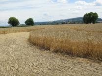 Kornkreis-Panorama, Blick in Richtung
                          Corselles