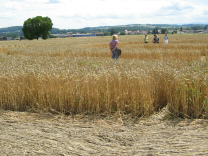 Kornkreis-Panorama, Blick in Richtung
                          Corselles