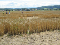 Kornkreis-Panorama, Blick in Richtung
                          Corselles