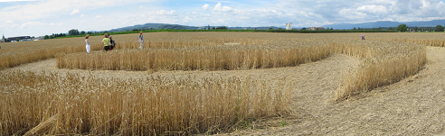 Kornkreis-Panorama mit Sicht auf Payerne
                        und Juraketten