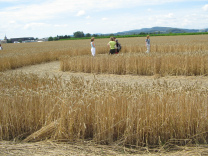 Kornkreis-Panorama, Sicht gegen Estavayer