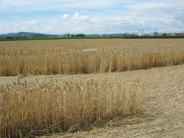 Kornkreis-Panorama, Sicht gegen Estavayer
                        und Juraketten