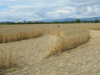 Kornkreis-Panorama, Mndungsbereich
                        zwischen 2 Mondenden, Sicht auf Juraketten