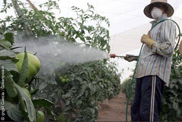 Spraying pesticides by hand. The
                                worker is also contaminated.
