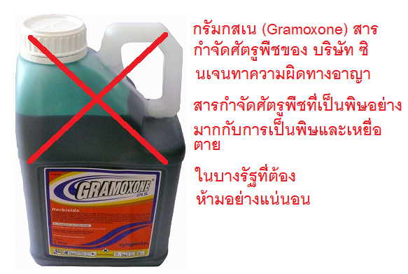 สาร กำจัดศัตรูพืชที่ เป็นพิษอย่าง
                                  แน่นอน กรัมกสเน
                                  ("Gramoxone") ของ บริษัท
                                  สวิสทาง อาญา "ซิ นเจนทา"
                                  (Syngenta) จากสวิอาญา