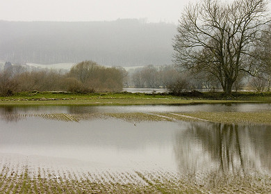 Flooded meadows after a flood in
                              Germany