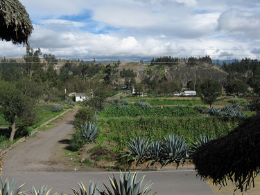 Fields limited by shrubs, cactus
                                  and trees in Salasaca-Wasalata in the
                                  Andes of Ecuador