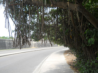 Mangroves at an inner coastal
                                  road of Cartagena in Columbia
