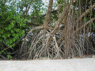 Das fcherartige Wurzelwerk von
                                  Mangrovenbumen, Cartagena, Kolumbien