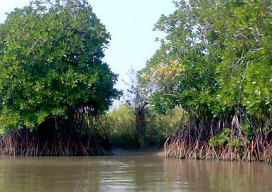 Mangrovenwald in Pichavaram in Sd-Indien