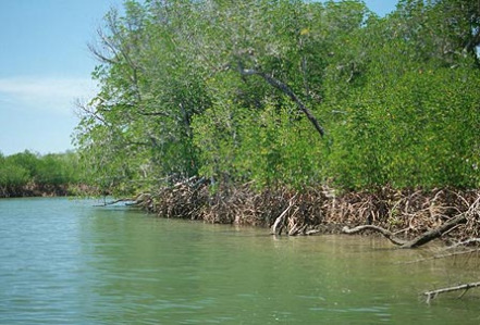 Mangrove forests in Dampier archipelago
                            in Australia