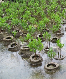 Wiederaufforsten von
                          Mangroven mit Setzlingen