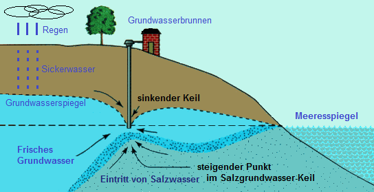 Schema Salzwasser mit
                        Grundwasser 06 mit Brunnen in Kstennhe, wo das
                        Meeresgrundwasser bald den Brunnen erreicht