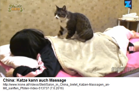 Salon in China
                                      bietet Katzen-Massagen an (Bild:
                                      Zoomin.TV)