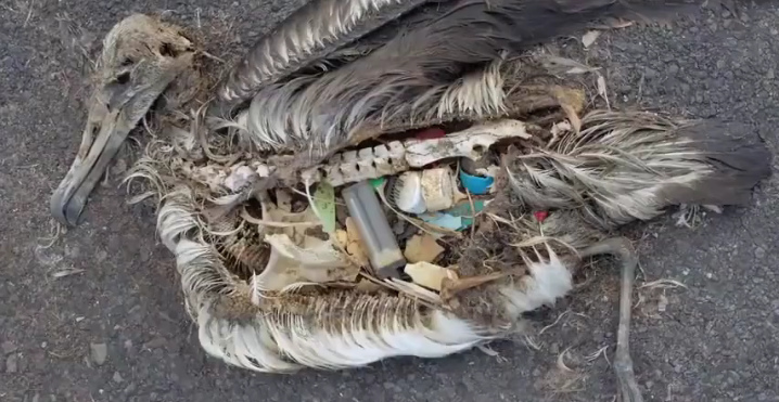 Seevgel verhungern mit
                    Plastikteilen im Bauch